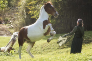 Natural-Horsemanship-horse-around,gerda-beer,pferdetraining
